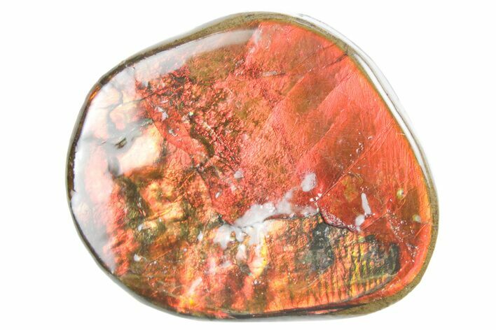 Iridescent Ammolite (Fossil Ammonite Shell) - Alberta #357480